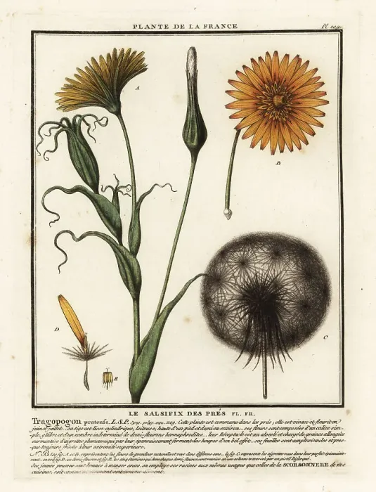 Framed Print : Meadow salsify, Tragopogon pratensis Framed Print : Meadow salsify, Tragopogon pratensis