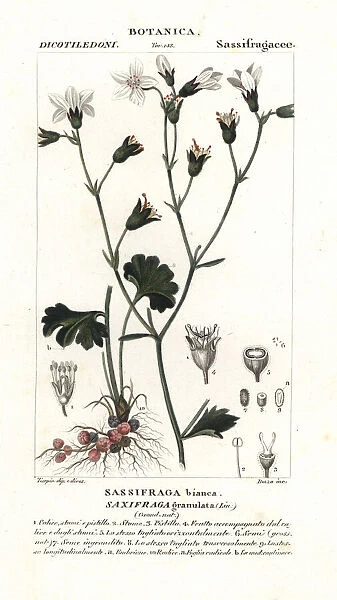 Meadow saxifrage, Saxifraga granulata