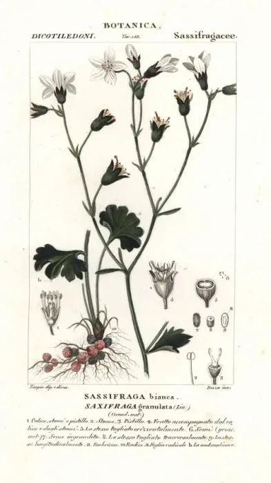 Framed Print : Meadow saxifrage, Saxifraga granulata Framed Print : Meadow saxifrage, Saxifraga granulata