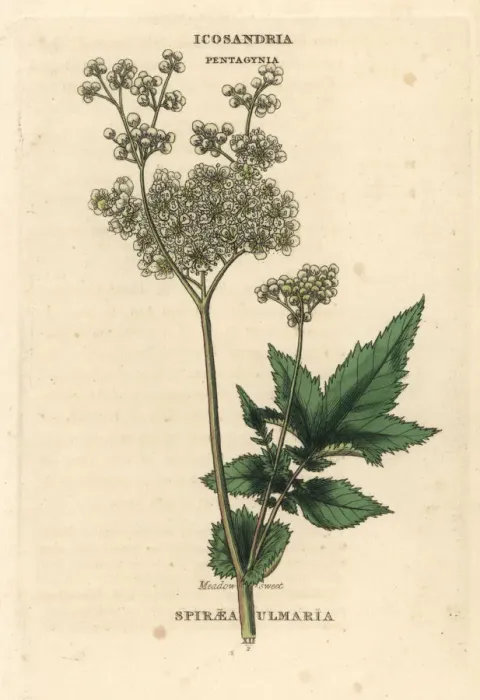 Framed Print : Meadowsweet, Filipendula ulmaria Framed Print : Meadowsweet, Filipendula ulmaria