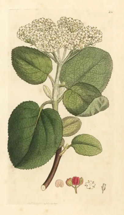 Framed Print : Mealy guelder rose or wayfaring tree, Viburnum lantana Framed Print : Mealy guelder rose or wayfaring tree, Viburnum lantana