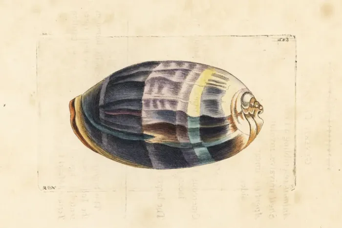 Framed Print : Measled cowrie, Macrocypraea zebra Framed Print : Measled cowrie, Macrocypraea zebra