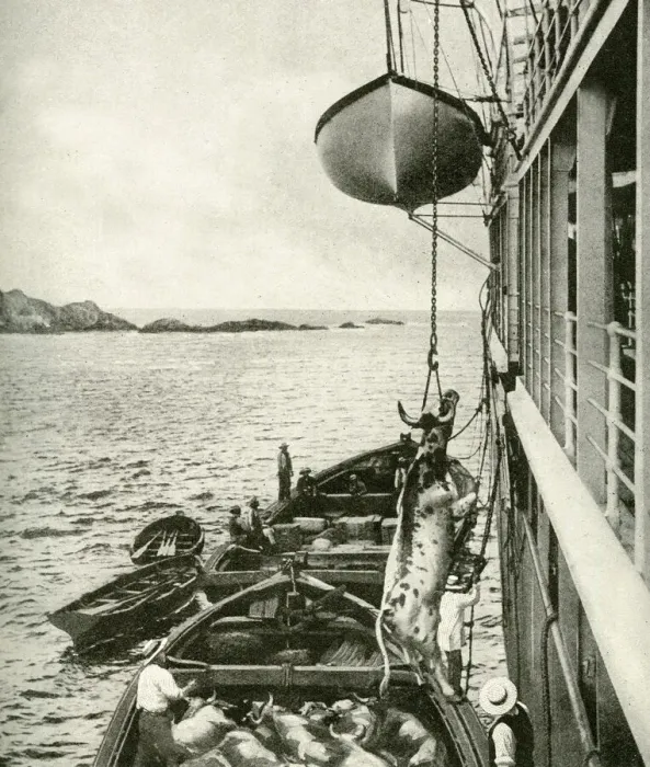 Framed Print : Meat supply off the coast of Chile, South America Framed Print : Meat supply off the coast of Chile, South America
