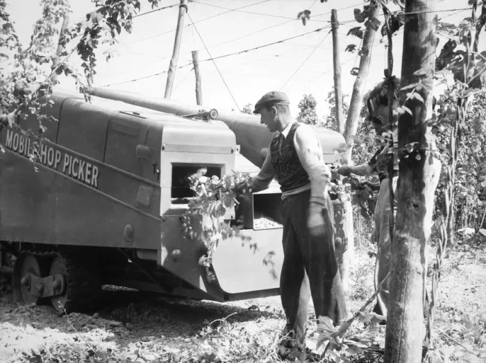 Framed Print : Mechanized Hop Picking Framed Print : Mechanized Hop Picking