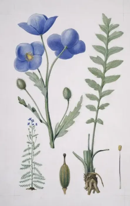 Framed Print : Meconopsis napaulensis, blue poppy Framed Print : Meconopsis napaulensis, blue poppy
