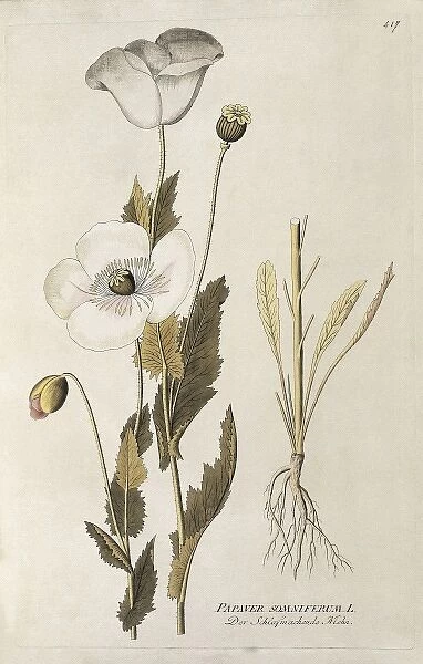 Medical plants. Poppy (Papaver somniferum). Engraving
