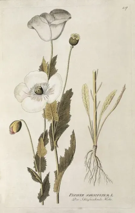 Framed Print : Medical plants. Poppy (Papaver somniferum). Engraving Framed Print : Medical plants. Poppy (Papaver somniferum). Engraving