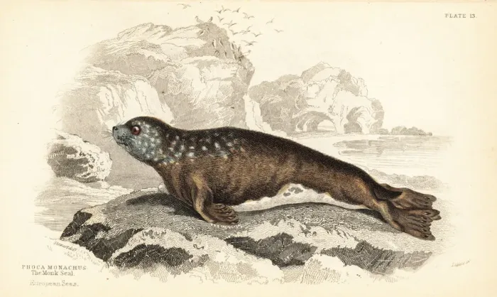 Framed Print : Mediterranean monk seal, Monachus monachus Framed Print : Mediterranean monk seal, Monachus monachus