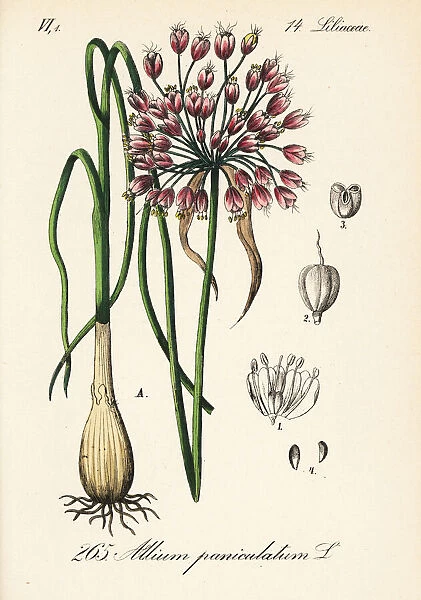 Mediterranean onion, Allium paniculatum