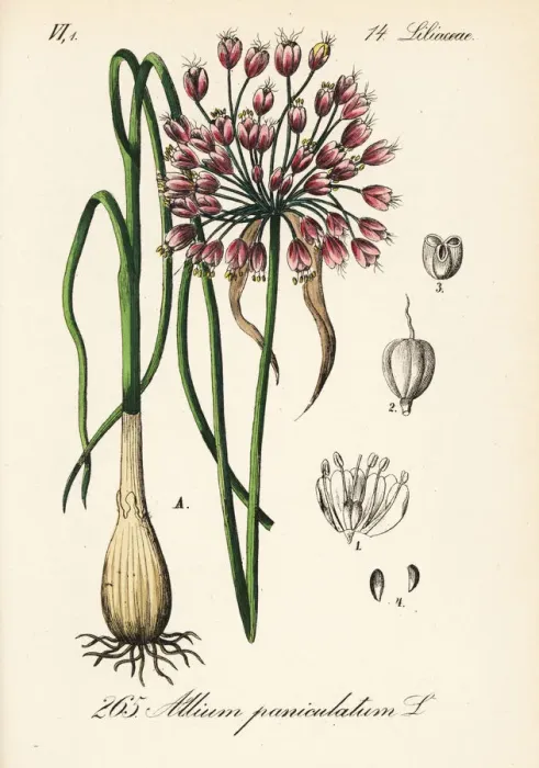 Framed Print : Mediterranean onion, Allium paniculatum Framed Print : Mediterranean onion, Allium paniculatum