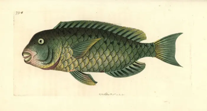 Framed Print : Mediterranean parrotfish, Sparisoma cretense