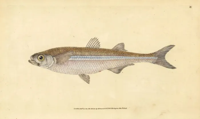 Framed Print : Mediterranean sand smelt, Atherina hepsetus Framed Print : Mediterranean sand smelt, Atherina hepsetus