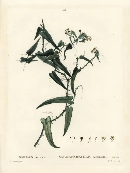 Framed Print : Mediterranean smilax, Smilax aspera Framed Print : Mediterranean smilax, Smilax aspera