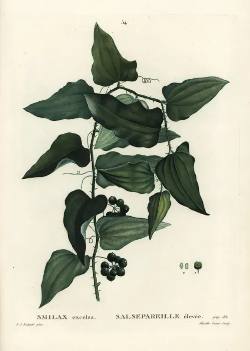 Framed Print : Mediterranean smilax, Smilax aspera Framed Print : Mediterranean smilax, Smilax aspera