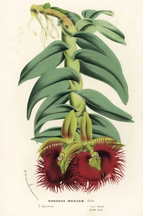Framed Print : Medusa epidendrum orchid, Epidendrum medusae Framed Print : Medusa epidendrum orchid, Epidendrum medusae