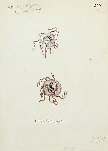 Medusa pelagica, jellyfish