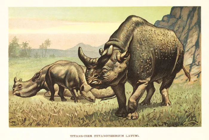 Framed Print : Megacerops, extinct genus of odd-toed ungulates Framed Print : Megacerops, extinct genus of odd-toed ungulates