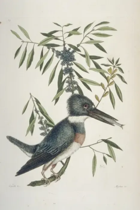 Framed Print : Megaceryle alcyon, belted kingfisher Framed Print : Megaceryle alcyon, belted kingfisher