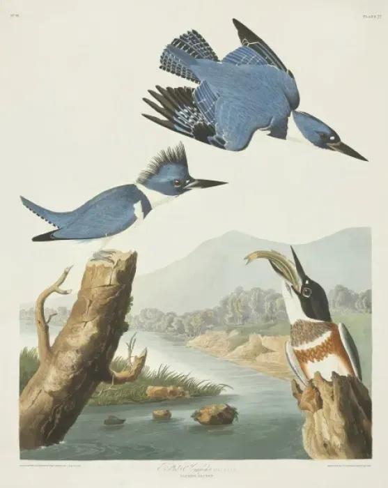 Framed Print : Megaceryle alcyon, belted kingfisher