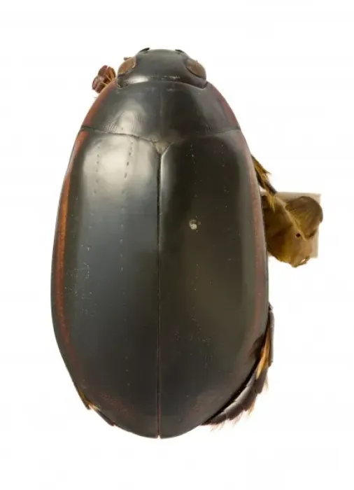 Framed Print : Megadytes ducalis, water beetle Framed Print : Megadytes ducalis, water beetle