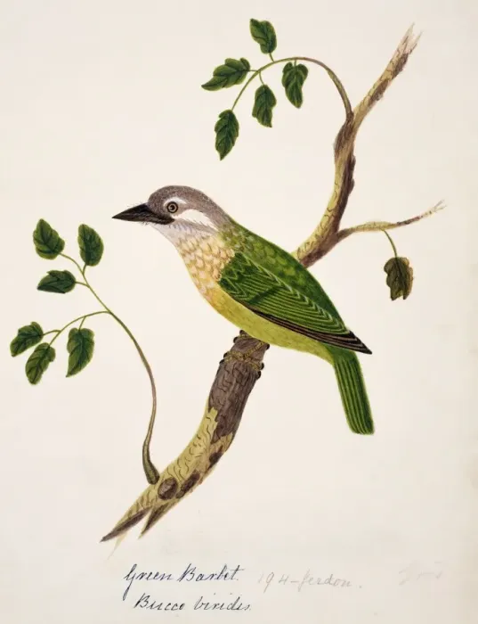 Framed Print : Megalaima viridis, white-cheeked barbet Framed Print : Megalaima viridis, white-cheeked barbet