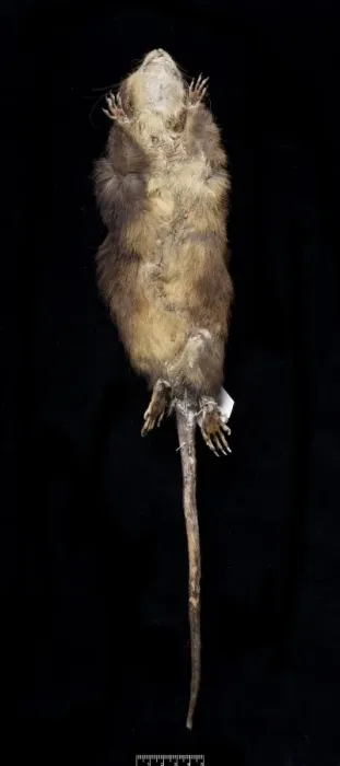 Framed Print : Megalomys desmarestii, antillean giant rice rat Framed Print : Megalomys desmarestii, antillean giant rice rat