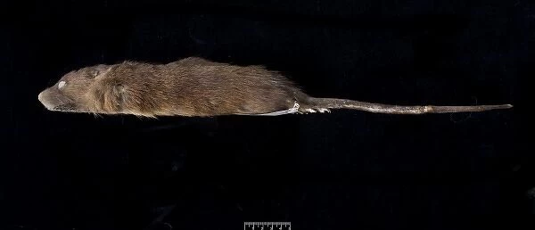 Megalomys desmarestii, antillean giant rice rat