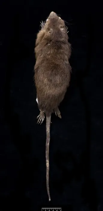 Framed Print : Megalomys desmarestii, antillean giant rice rat Framed Print : Megalomys desmarestii, antillean giant rice rat