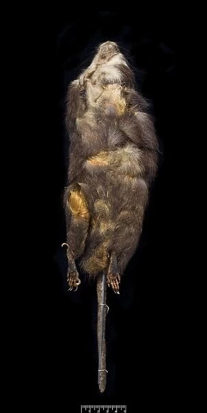 Megalomys luciae, saint lucia giant rice rat (holotype)