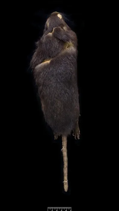 Framed Print : Megalomys luciae, saint lucia giant rice rat (holotype) Framed Print : Megalomys luciae, saint lucia giant rice rat (holotype)