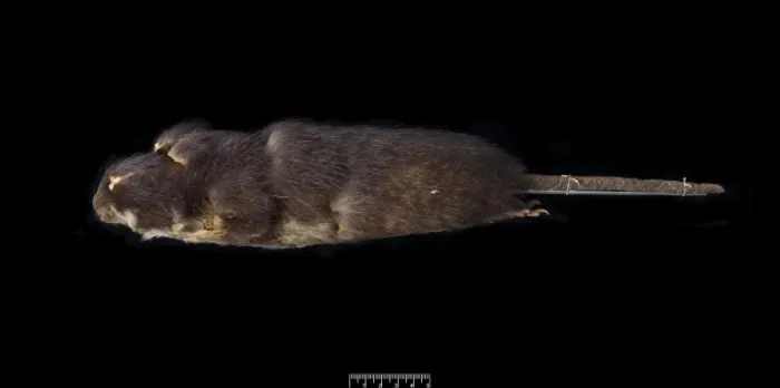 Framed Print : Megalomys luciae, saint lucia giant rice rat (holotype) Framed Print : Megalomys luciae, saint lucia giant rice rat (holotype)