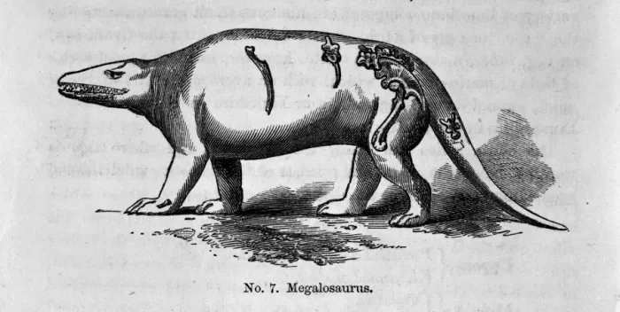 Framed Print : Megalosaurus Framed Print : Megalosaurus