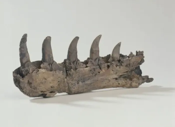 Framed Print : Megalosaurus jaw Framed Print : Megalosaurus jaw