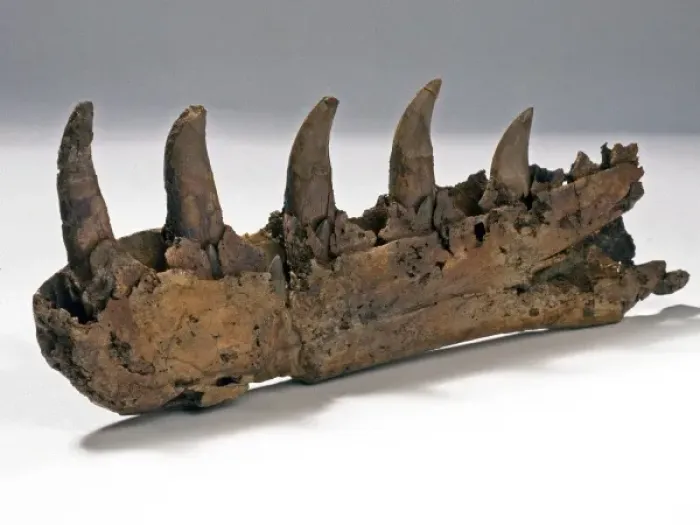 Framed Print : Megalosaurus jaw Framed Print : Megalosaurus jaw