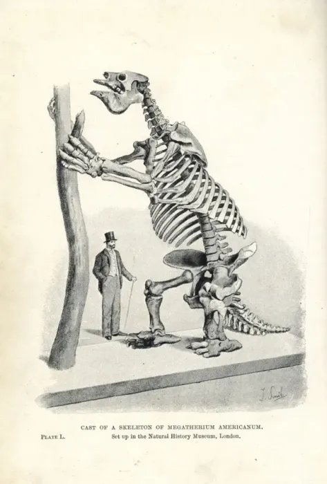 Framed Print : Megatherium americanum skeleton cast Framed Print : Megatherium americanum skeleton cast