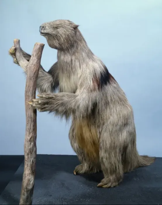 Framed Print : Megatherium, giant ground sloth Framed Print : Megatherium, giant ground sloth