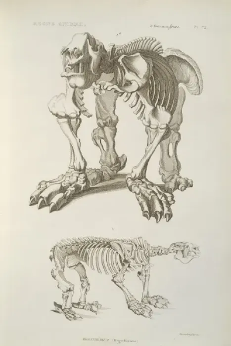 Framed Print : Megatherium skeleton Framed Print : Megatherium skeleton