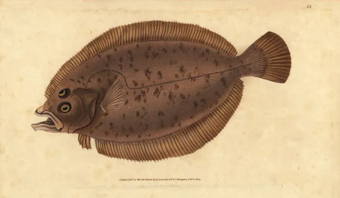 Framed Print : Megrim or whiff, Lepidorhombus whiffiagonis