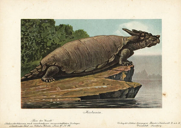 Meiolania, extinct genus of cryptodire turtle