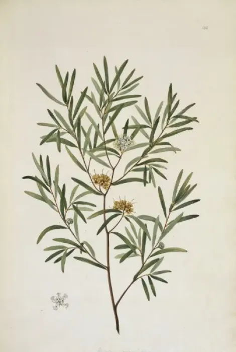 Framed Print : Melaleuca angustifolia Framed Print : Melaleuca angustifolia