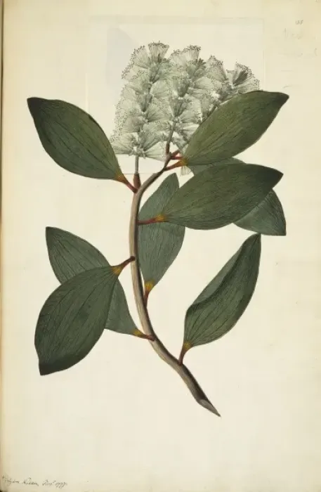 Framed Print : Melaleuca viridiflora, weeping tea tree Framed Print : Melaleuca viridiflora, weeping tea tree
