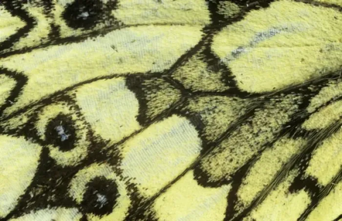 Framed Print : Melanargia galathea, marbled white butterfly Framed Print : Melanargia galathea, marbled white butterfly