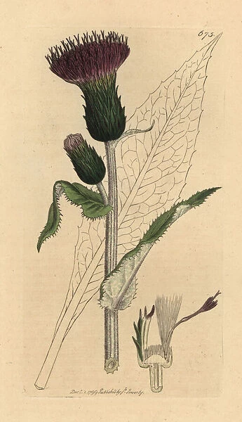 Melancholy thistle, Cirsium heterophyllum