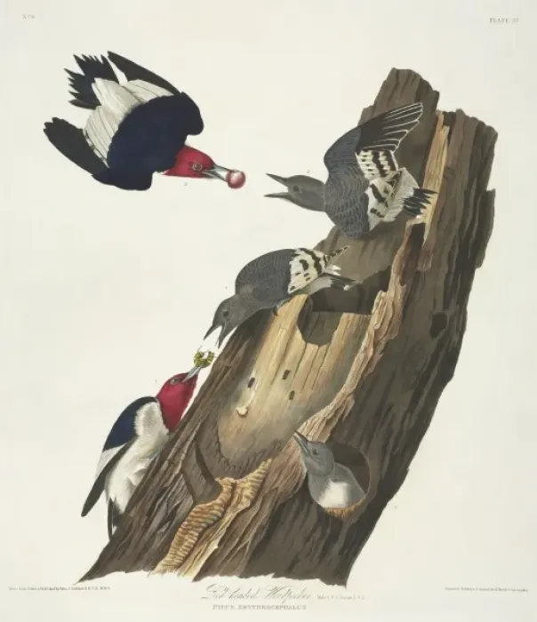Framed Print : Melanerpes erythrocephalus, red-headed woodpecker Framed Print : Melanerpes erythrocephalus, red-headed woodpecker