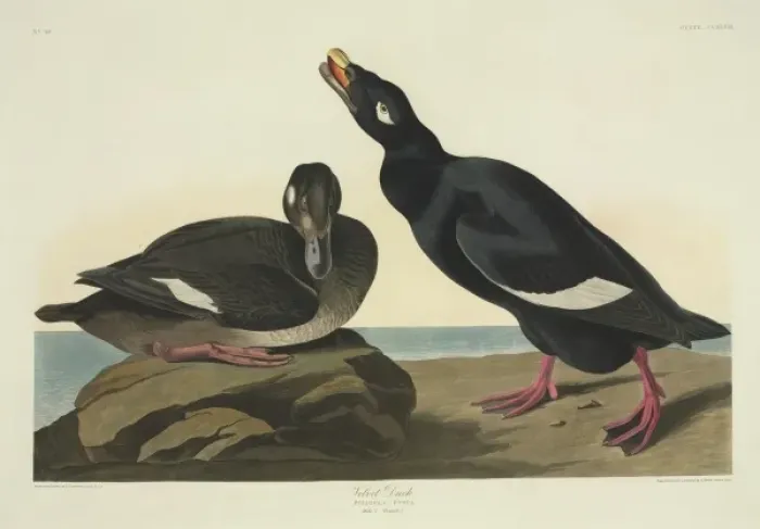 Framed Print : Melanitta fusca, white-winged scoter Framed Print : Melanitta fusca, white-winged scoter