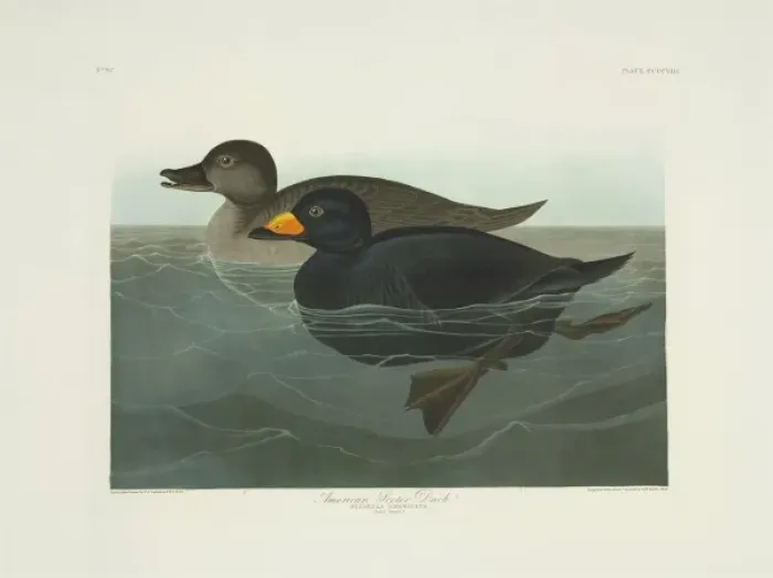 Framed Print : Melanitta nigra, black scoter