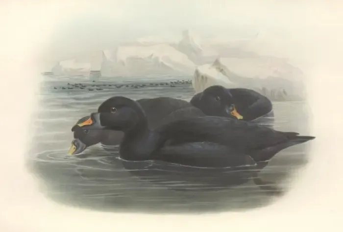 Framed Print : Melanitta nigra, black scoter Framed Print : Melanitta nigra, black scoter