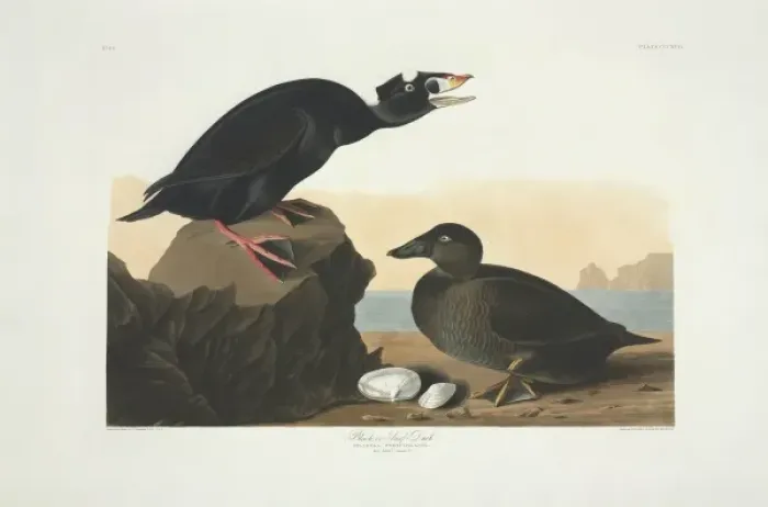 Framed Print : Melanitta perspicillata, surf scoter Framed Print : Melanitta perspicillata, surf scoter