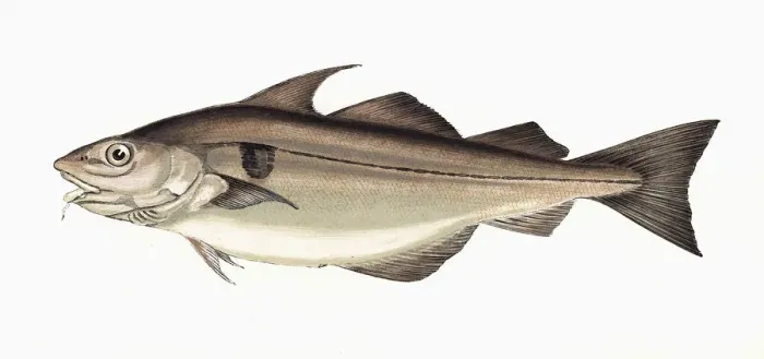 Framed Print : Melanogrammus aeglefinus, or Haddock Framed Print : Melanogrammus aeglefinus, or Haddock