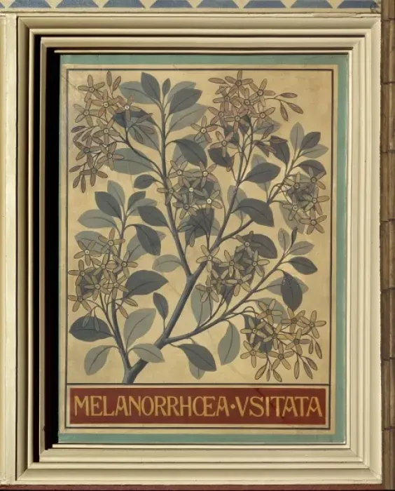 Framed Print : Melanorrhoea usitata, Burmese lacquer tree Framed Print : Melanorrhoea usitata, Burmese lacquer tree
